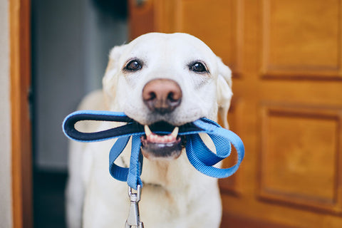 Collars/Leashes/Harness